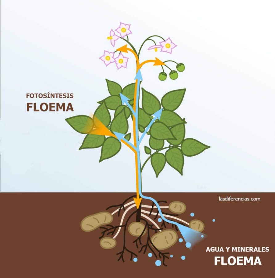 Diferencia entre xilema y floema
