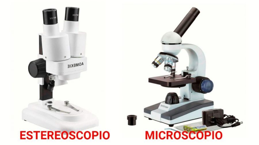Comparación de MICROSCOPIO VS ESTEREOSCOPIO