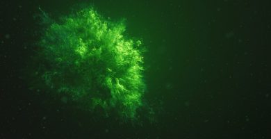 Diferencia entre algas y briófitas