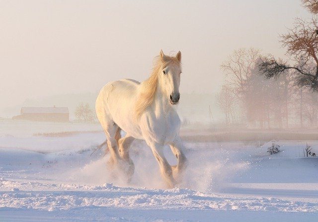 caballo blanco en movimiento desplázandose