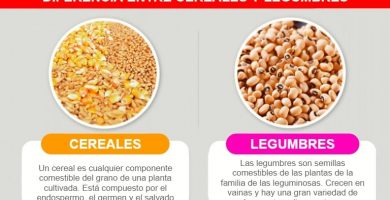 diferencia entre legumbres y cereales