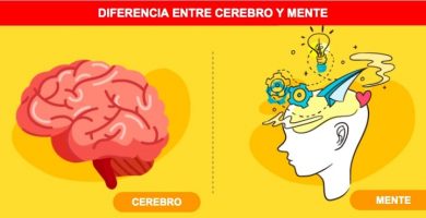 Diferencias entre cerebro y mente