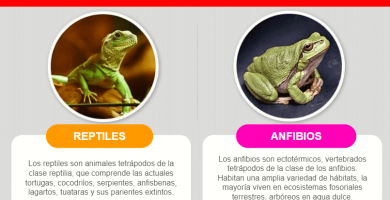 Diferencias Entre Reptiles Y Anfibios