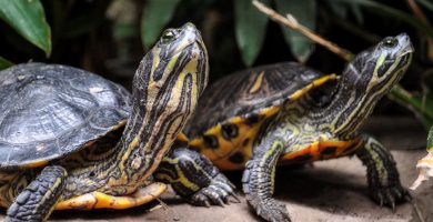 Diferencia entre tortuga y galápago